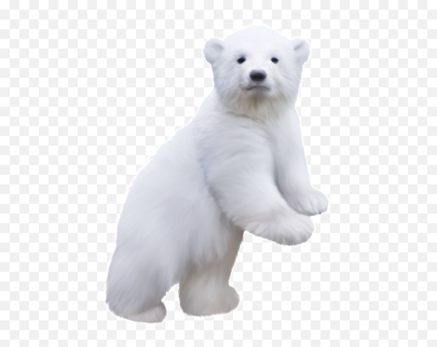 Polar Bear Clip Art - Polar Bear Png Download 640640 Emoji,Polar Bear Emoji