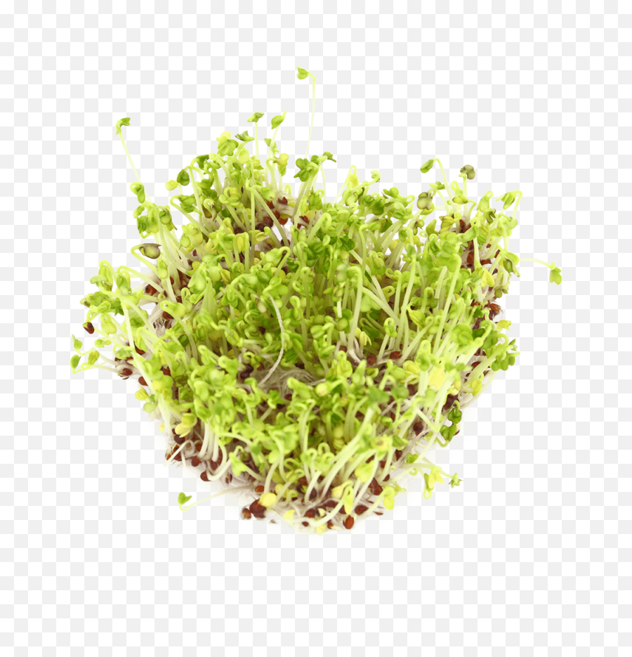 Broccoli Sprouts Png U0026 Free Broccoli Sproutspng Transparent - Superfood Emoji,Broccoli Emoji Iphone