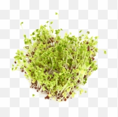 Broccoli Sprouts Png U0026 Free Broccoli Sproutspng Transparent - Superfood Emoji,Broccoli Emoji Iphone