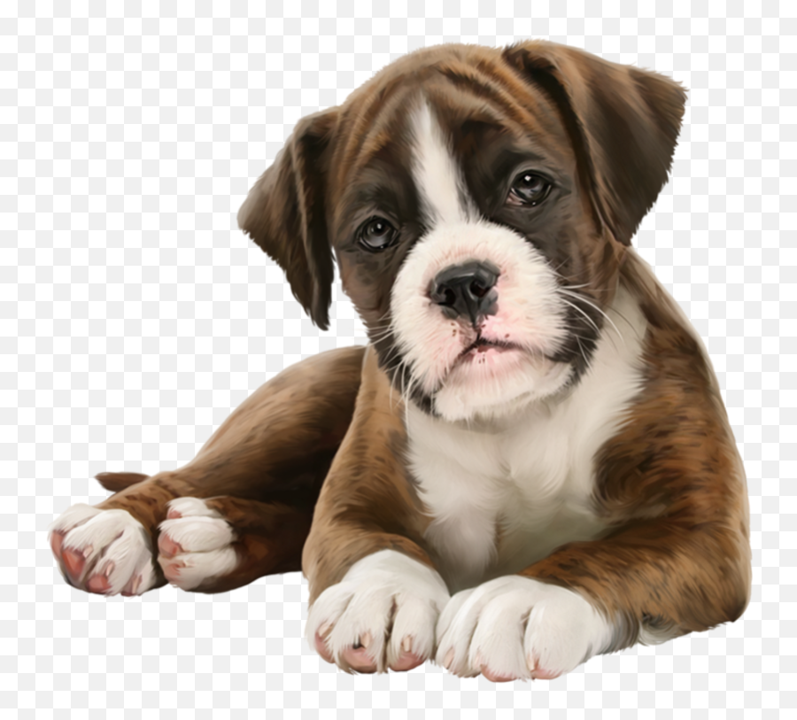 Pin On Fiesta - Imagenes De Perritos Tiernos Png Emoji,Emoji Boxers