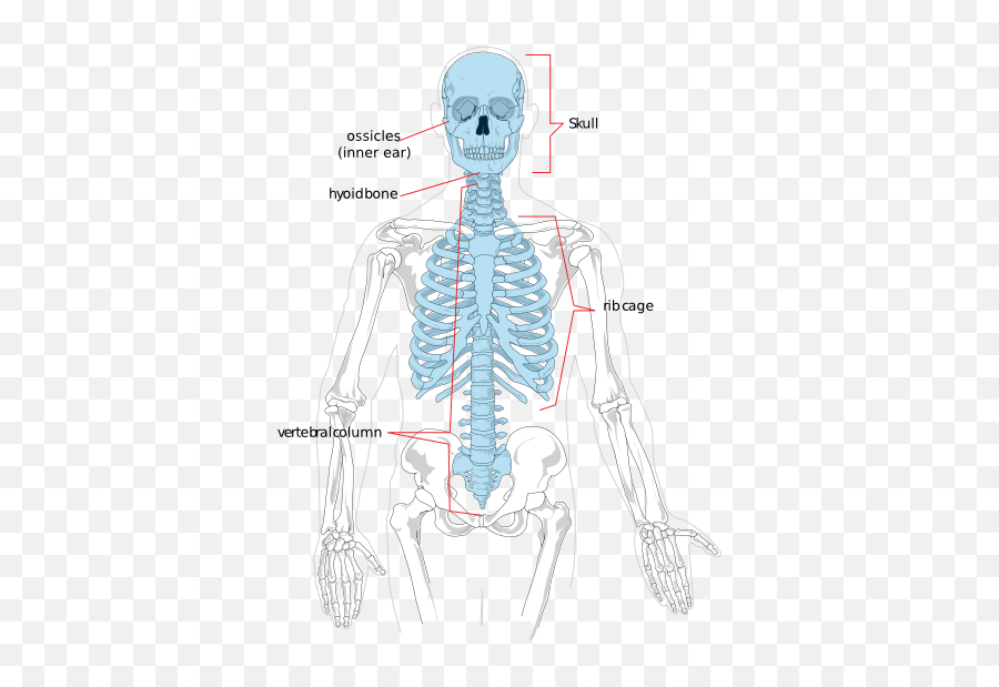 Swazratthighfirs - Blank Axial Skeleton Emoji,Airg Chat Emoticons