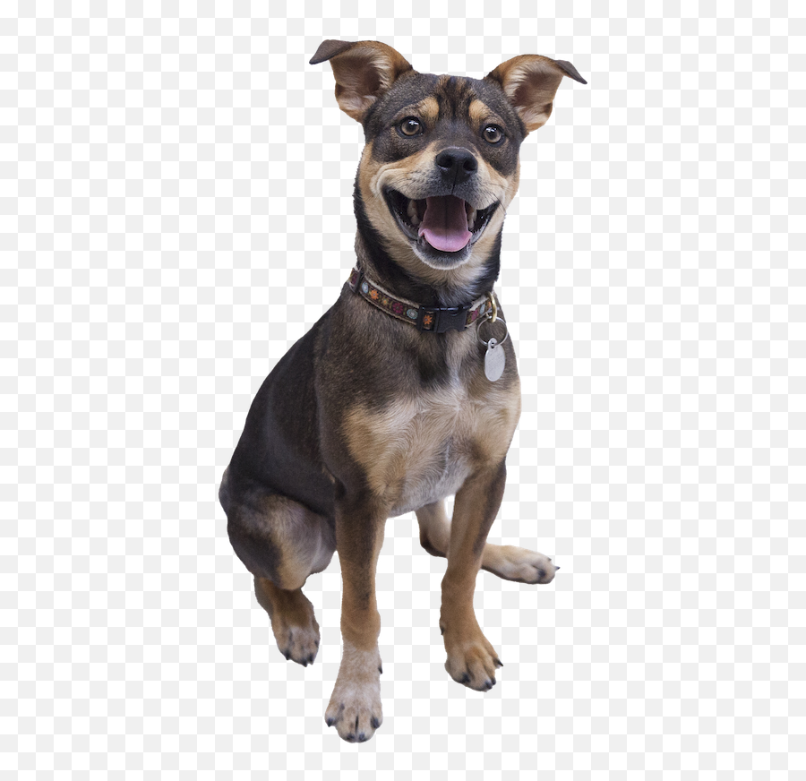 Adopt Berkeley Humane - Martingale Emoji,Milky Emotions Pets