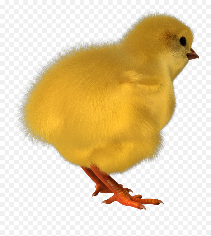 Chick Chicken Poultry Farm Sticker - Animal Figure Emoji,Emoji Party Chick