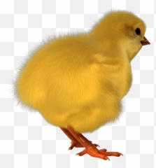 Chick Chicken Poultry Farm Sticker - Animal Figure Emoji,Emoji Party Chick
