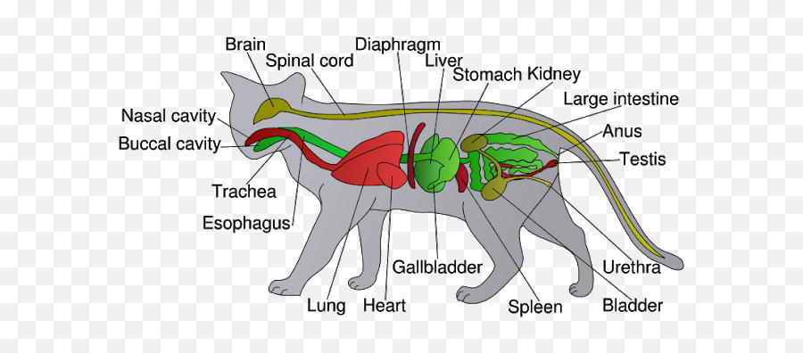 Cat Anatomy - Anatomy Of A Mammal Emoji,Cat Tail Emotions