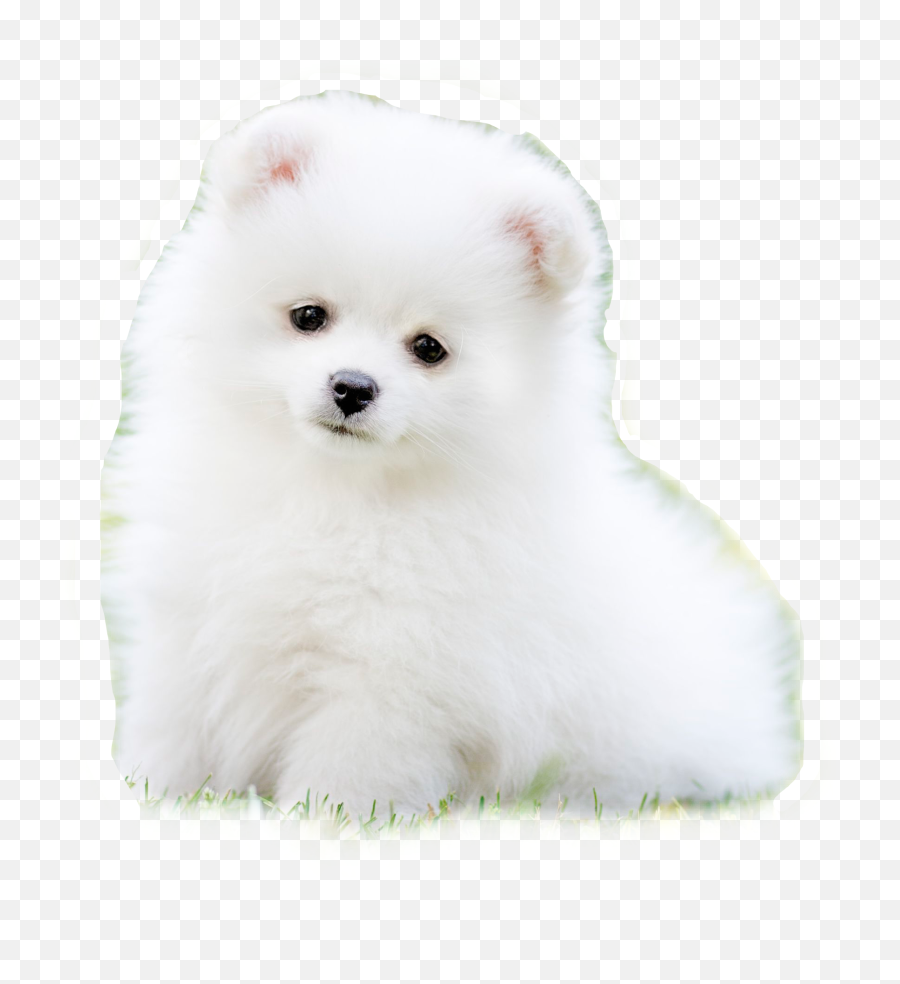 Cute Small Dog Fluff Fluffy Snow - Fluffy Cute Small Dogs Png White Emoji,White Fluffy Dog Emojis