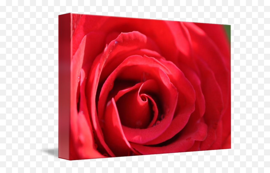Red Rose Classic Deep Inside - Romantic Emoji,Deep Emotions Roses