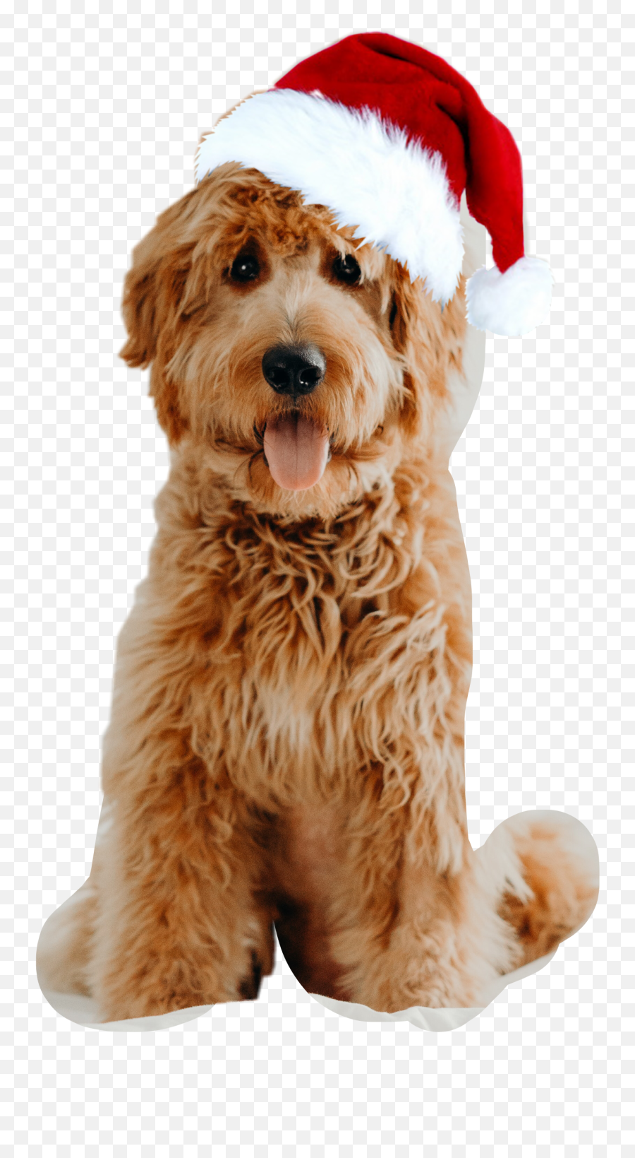 The Most Edited Festivepets Picsart - Oodle Dog Emoji,Apple Poodle Emoji