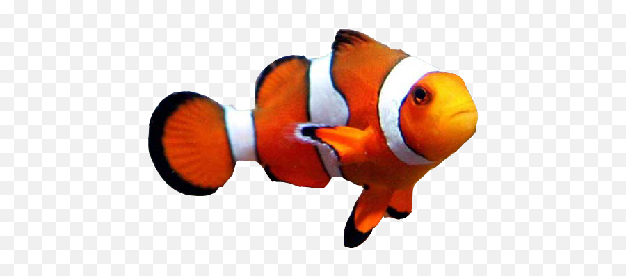 Goldfish Clownfish Aquarium Clown Loach - Clown Fish Png Emoji,Clowfish Emoji