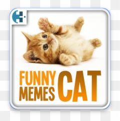 Funny Cat Memes 2017 Apk Download - Cat Toy Emoji,Cat Meme 100 Emoji