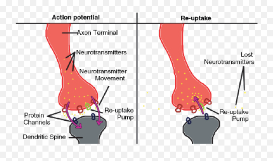 The Nervous System U2039 Opencurriculum - Transporter Protein Nervous System Emoji,Neurotransmitters And Emotions