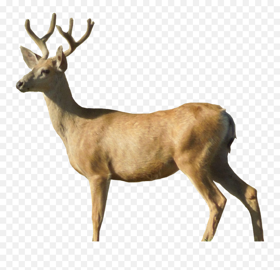 Reindeer Elk Sika Deer - Deer Png Emoji,Whitetail Deer Emoji