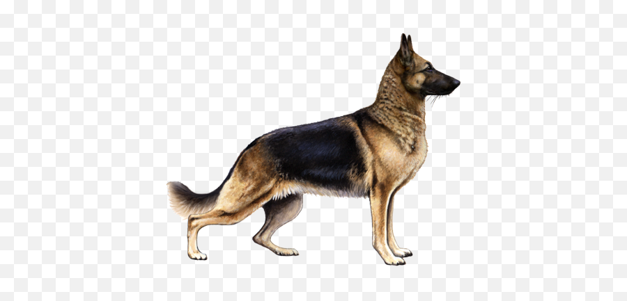 German Shepherd Dog Facts - Pedigree German Shepherd Emoji,How To Tell German Shepherds Emotions By Their Ears