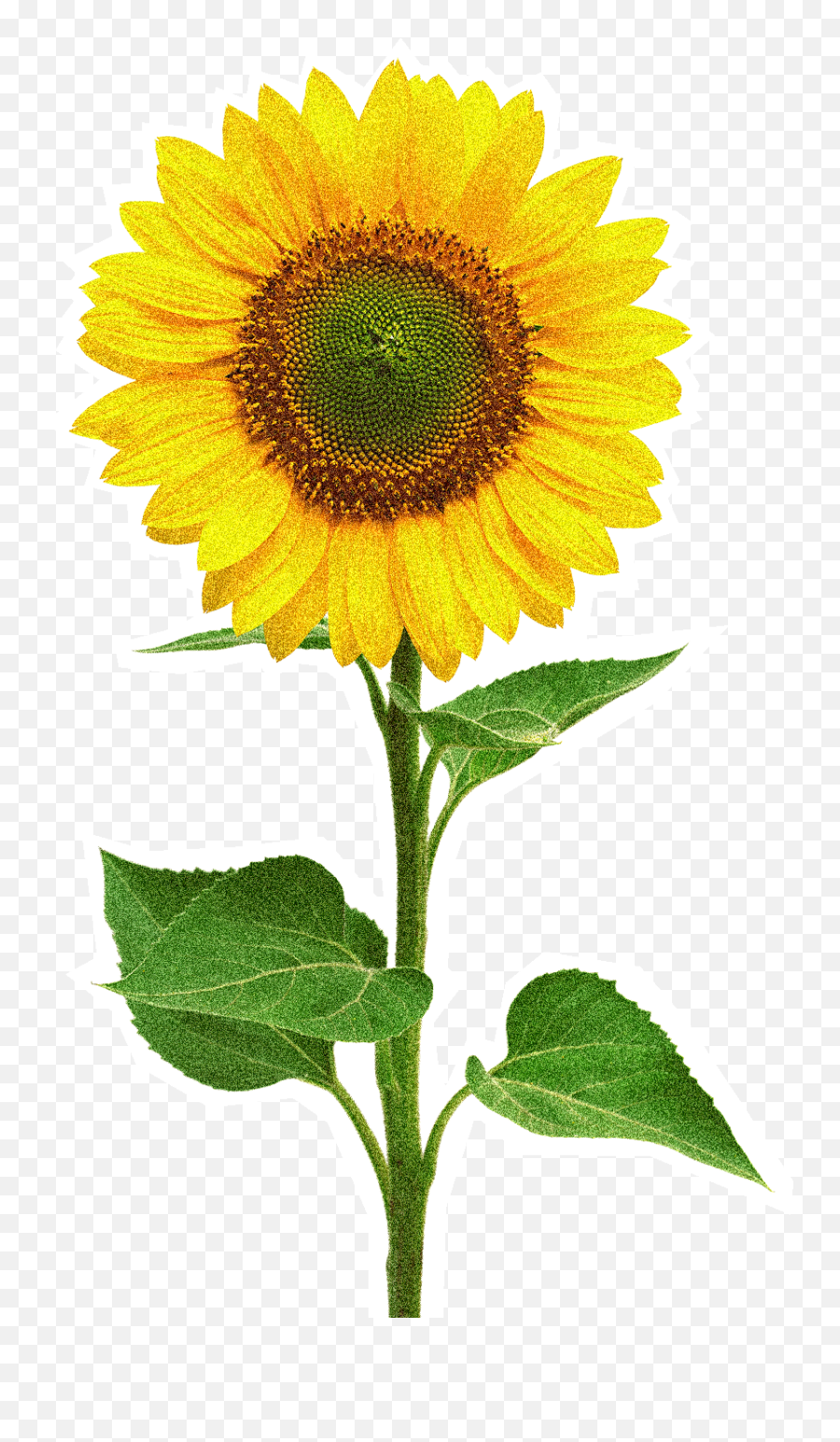 Iphone 7 Png Download - Girasol Azul Emoji,Sunflower Emoji Iphone