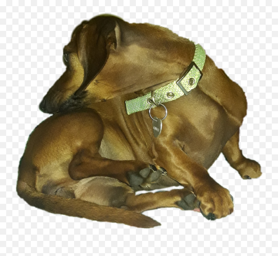 Daschund Sticker - Martingale Emoji,Daschund Emoji