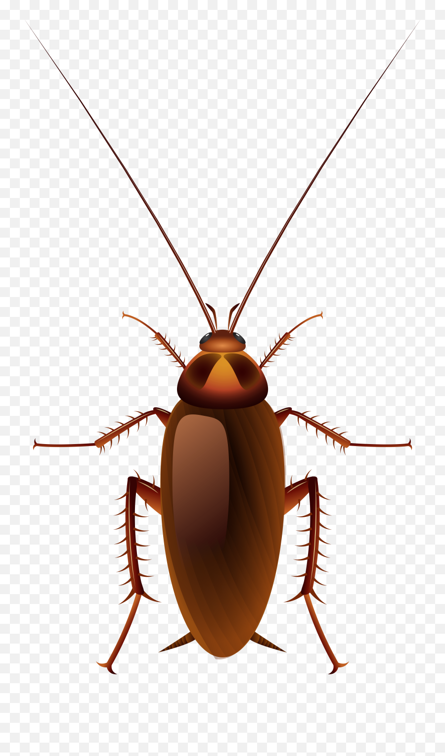 Insects Clipart Beautiful Animal Picture 1412923 Insects - Parasitism Emoji,Insect Emoji