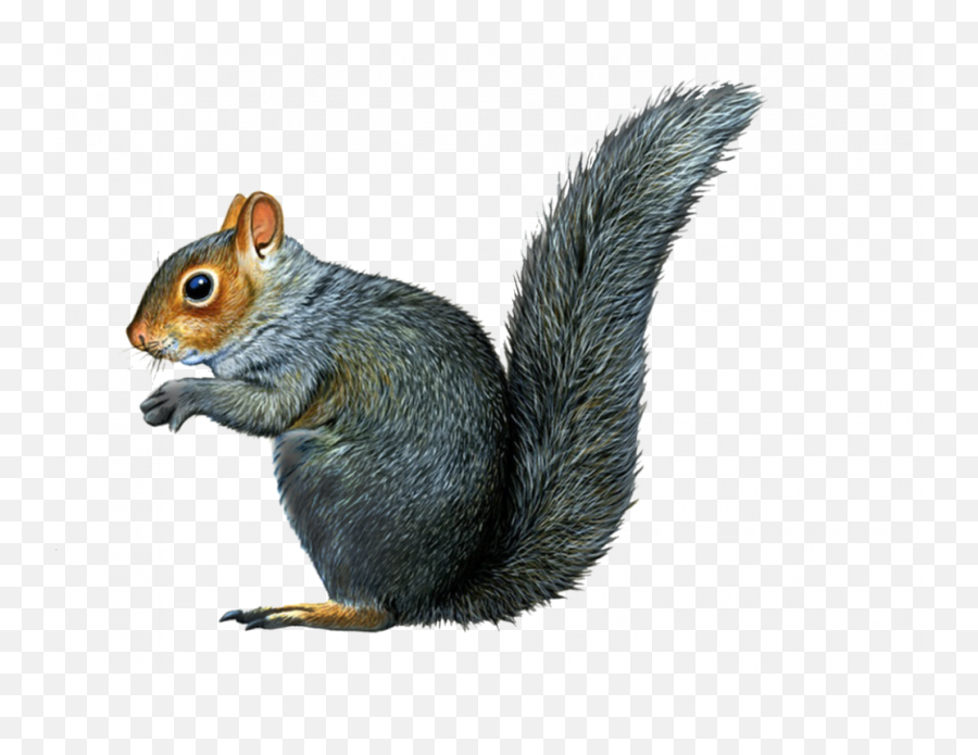 Squirrel Png Pic U2013 Png Lux - Squirrel With No Background Emoji,Emoji Svg Tree