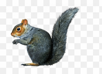 Squirrel Png Pic U2013 Png Lux - Squirrel With No Background Emoji,Emoji Svg Tree