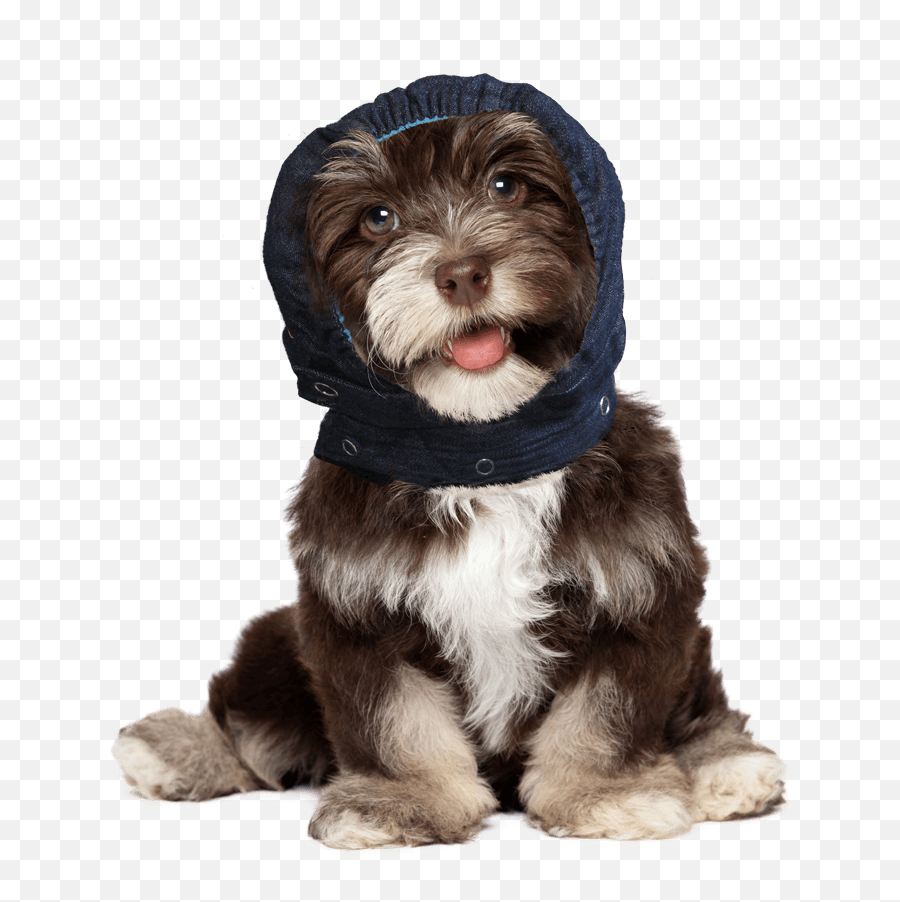 Portfolio - Brown Havanese Dogs Emoji,Terrier Dog Emoji Png