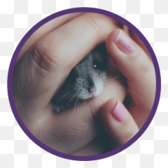 Blog Taylorsville Veterinary Clinic Emoji,Emotion Reacting Cat Ears