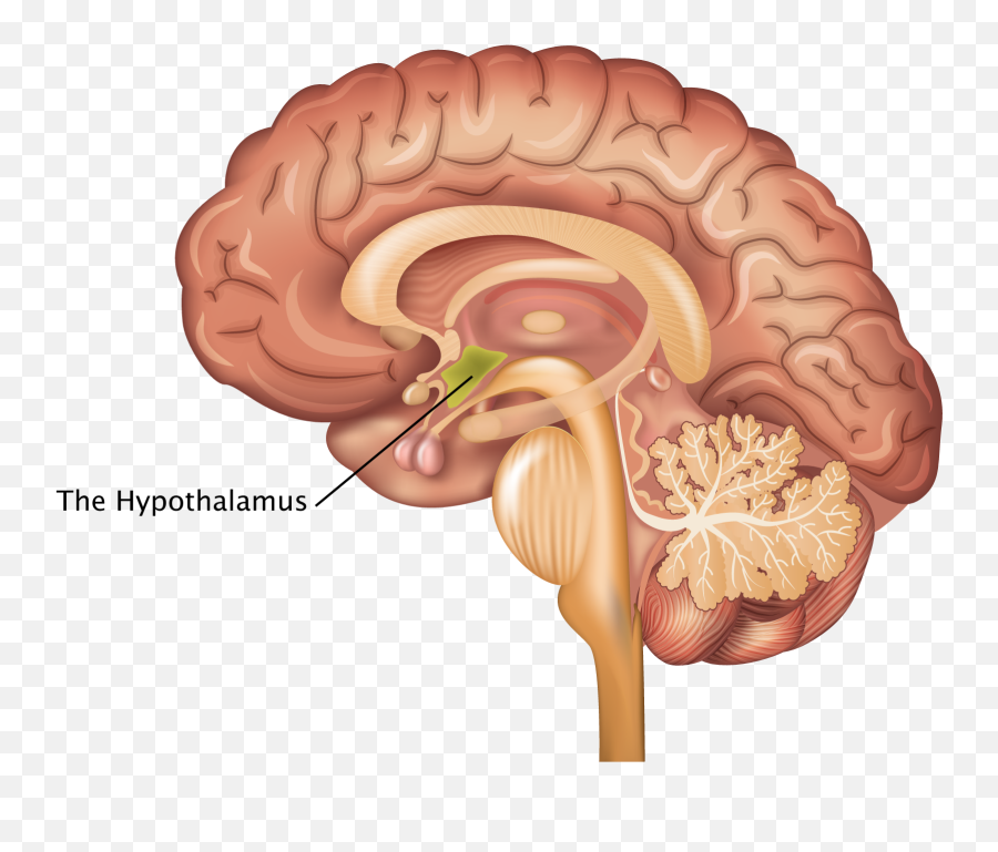 Hypothalamus - Brain Anatomy Sagittal Emoji,Hypothalamus Emotions