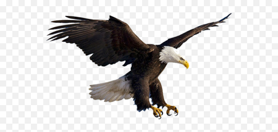 Eagle Gaint Flying Flyingeagle Sticker - Bald Eagle Transparent Emoji,American Eagle Emoji