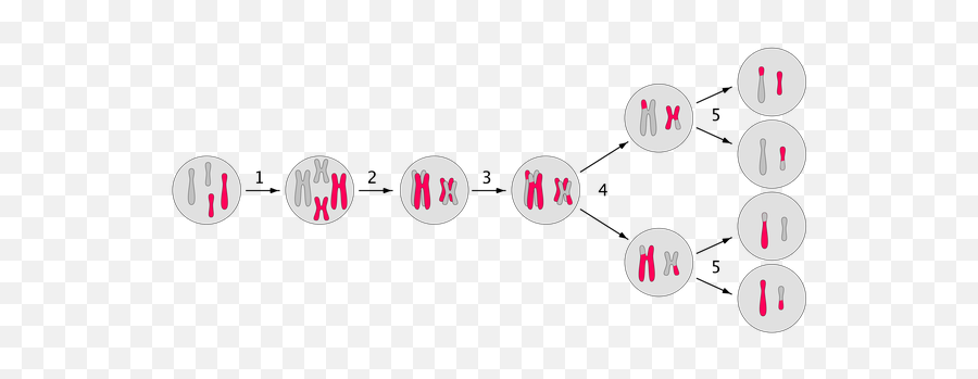 Does Every Single Cell In My Body Have - Dibuja Las Fases De La Meiosis Emoji,Emotion Adaptative Transformation