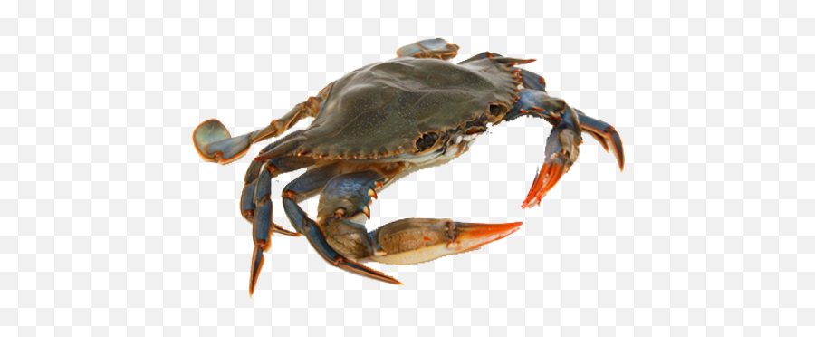 Crab Png Images - Transparent Background Crab Png Emoji,Pinching Crab Emoticon