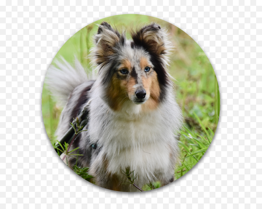 Dog Training Tips - Sheltie Emoji,Husky Stages Of Emotion