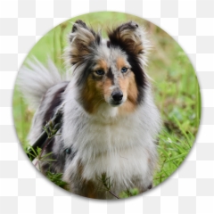 Dog Training Tips - Sheltie Emoji,Husky Stages Of Emotion