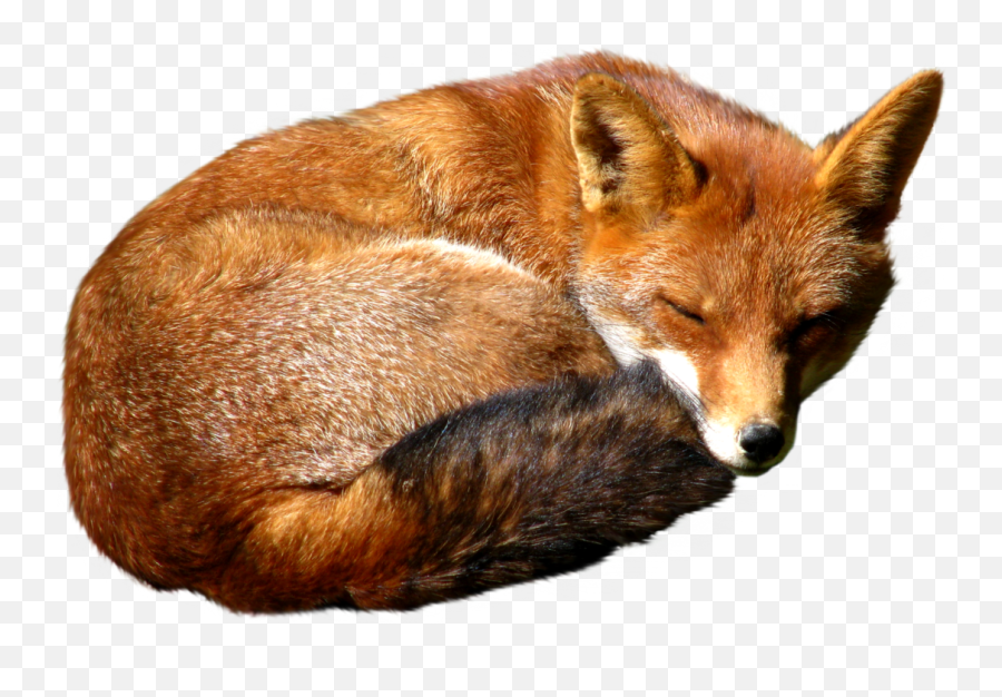 Fox Png High Quality Image - Fox Transparent Background Emoji,Fox Emojis Transparent Background