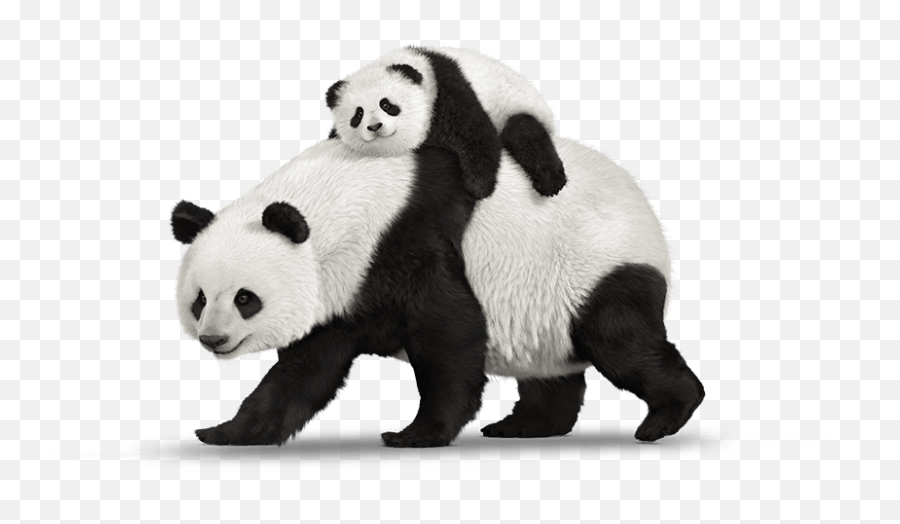 Panda Png Animal Images Panda Bear Cute Panda Baby Panda - Baby Panda Transparent Background Emoji,Panda Bear Emoji