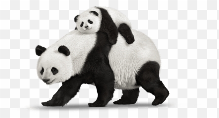 Panda Png Animal Images Panda Bear Cute Panda Baby Panda - Baby Panda Transparent Background Emoji,Panda Bear Emoji