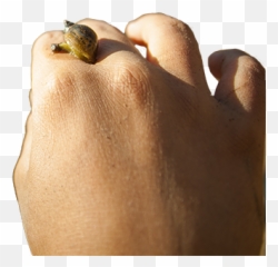 Home 2021 - Friends Of Camp Colton Emoji,Snail Emotion Pictures