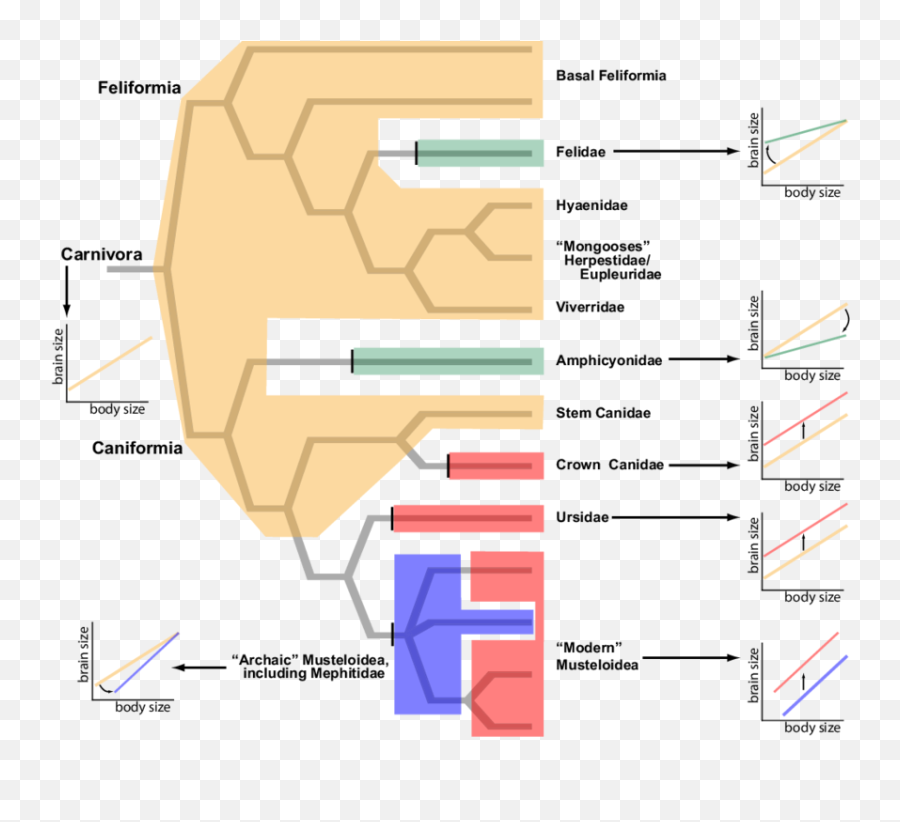 The Evolution Of Carnivoran Encephalization Mapped Onto The Emoji,Evolution & Emotions