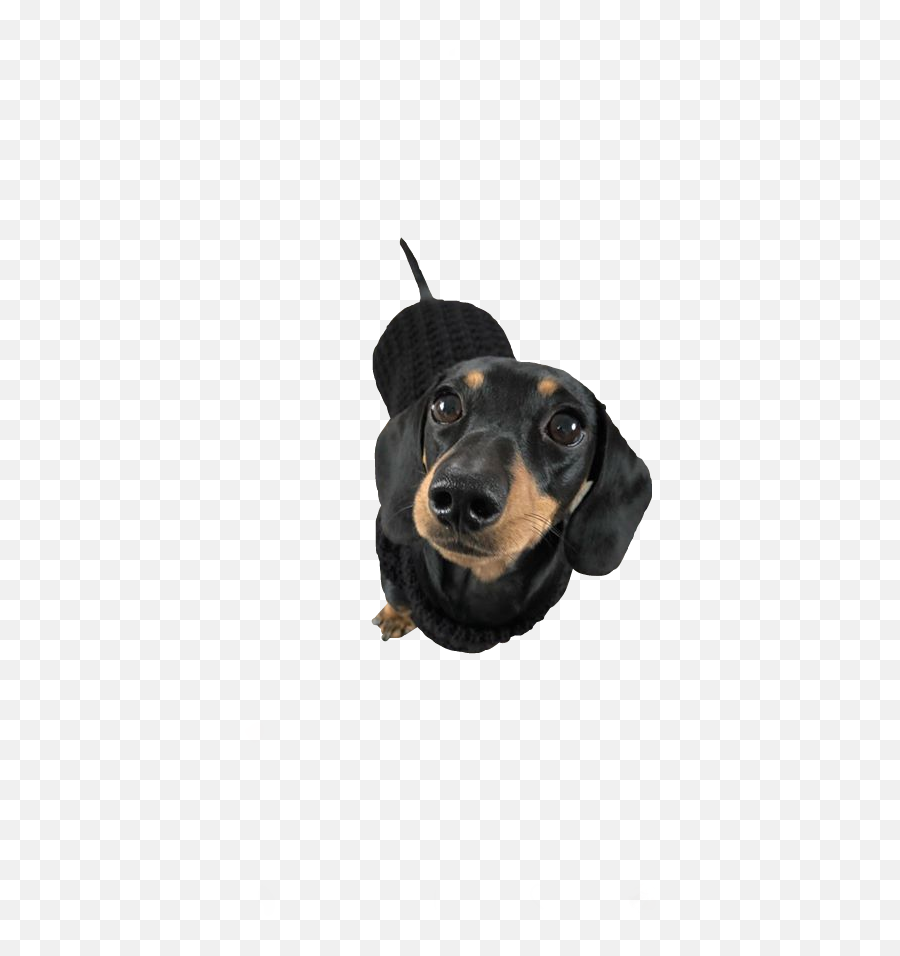 The Most Edited Teckel Picsart - Vulnerable Native Breeds Emoji,Weenie Dog Emoji