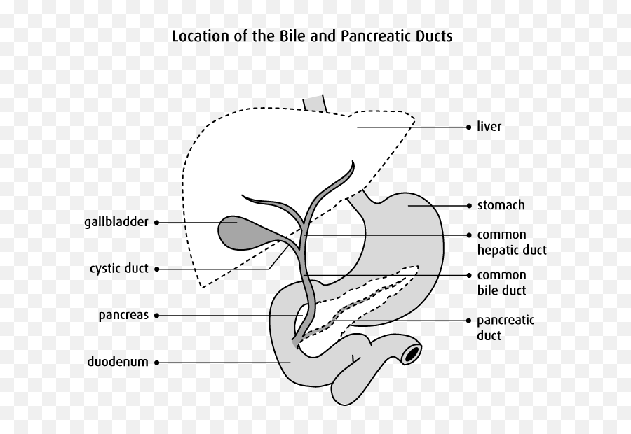 The Bile Ducts - Canadian Cancer Society Digestive System Bile Duct Emoji,Emotion Code Flow Chart