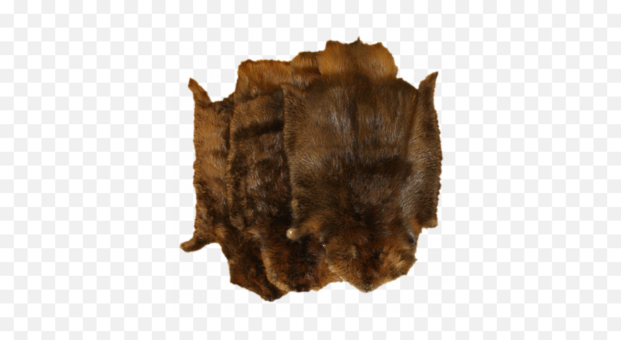 Glacier Wear - Beaver Pelts For Sale Beaver Pelts Emoji,Hairless Beaver Emoticon