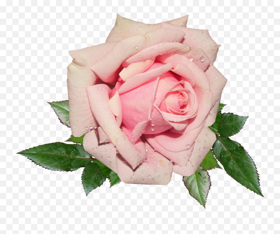 Kheila Pink Women Shoe Pnglib U2013 Free Png Library - Pink Rose Png Emoji,Pink Rose Emoticon