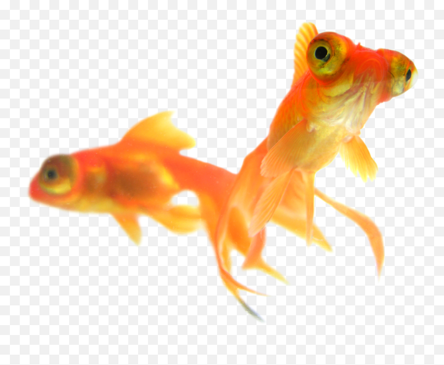 Gold Fish Png - Gold Fish 500261 Vippng Gold Fish Emoji,Fish Hook Emoji