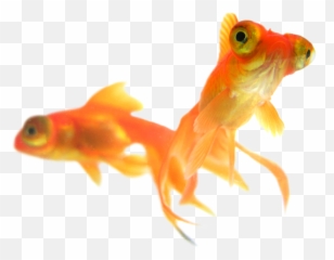 Gold Fish Png - Gold Fish 500261 Vippng Gold Fish Emoji,Fish Hook Emoji