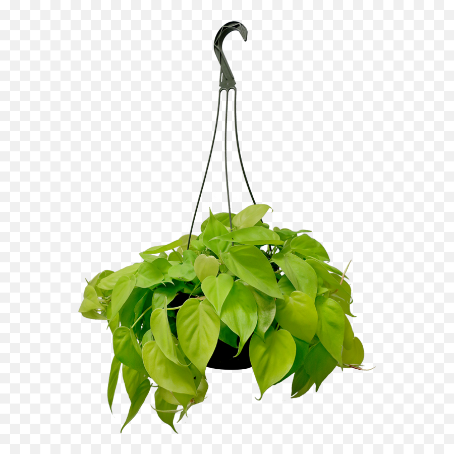Hanging Plant Png Image Background Png Arts - Philodendron Lemon Lime Hanging Basket Emoji,Plant Emoji No Background