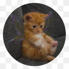 Largest Collection Of Free - Toedit Fur Stickers On Picsart Emoji,Furball Emoji