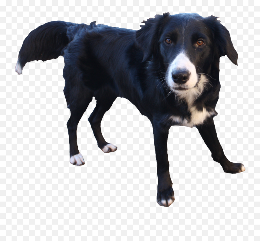 Border Collie Transparent Background - Transparent Background Border Collie Png Emoji,Collie Emoji