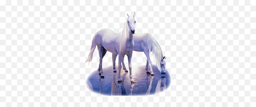 White Horses - Caballos Con Movimiento Gif Emoji,Cat Cow Horse Earth Emoji