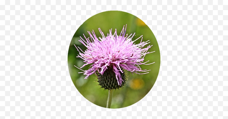 Flower Power Stickers - Milk Thistle Emoji,Thistle Emoji