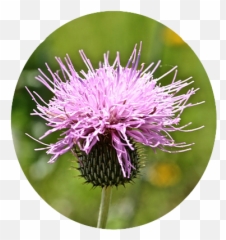 Flower Power Stickers - Milk Thistle Emoji,Thistle Emoji