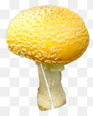 Mush Sticker - Wild Mushroom Emoji,Emoji Mush