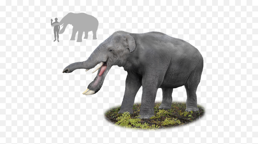 Bagaimana Cara Ilmuwan Dapat Mengetahui Bentuk Warna Kulit - Platybelodon Png Emoji,Emoticon Jempol Ke Bawah