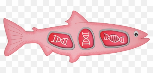 Whatu0027s On The Gmo Menu Fast - Growing Salmon And Slow Genetically Modified Fish Salmon Emoji,Hiding Emotions Deadly